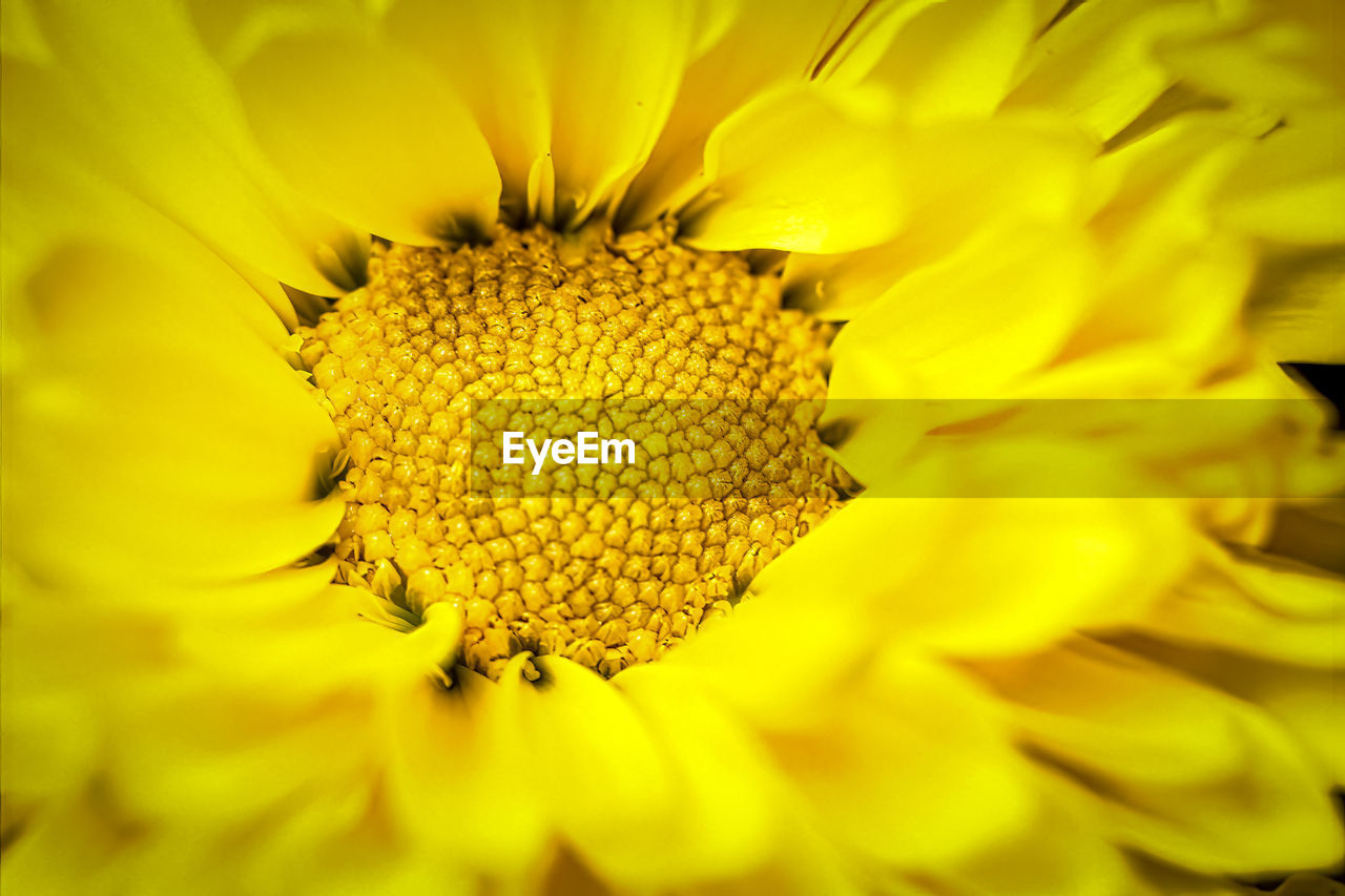 EXTREME CLOSE-UP OF YELLOW FLOWER