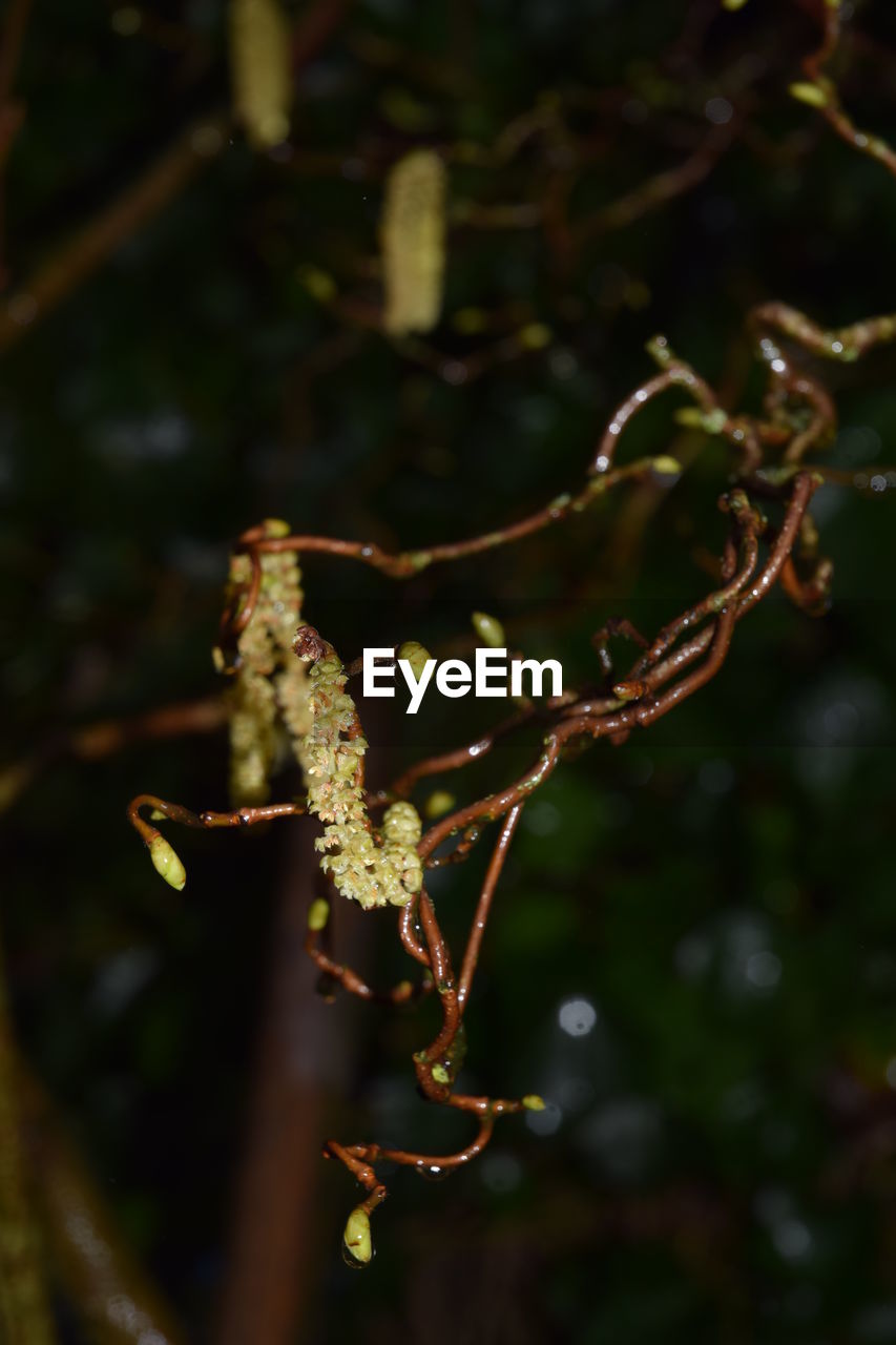 CLOSE-UP OF PLANT ON TREE