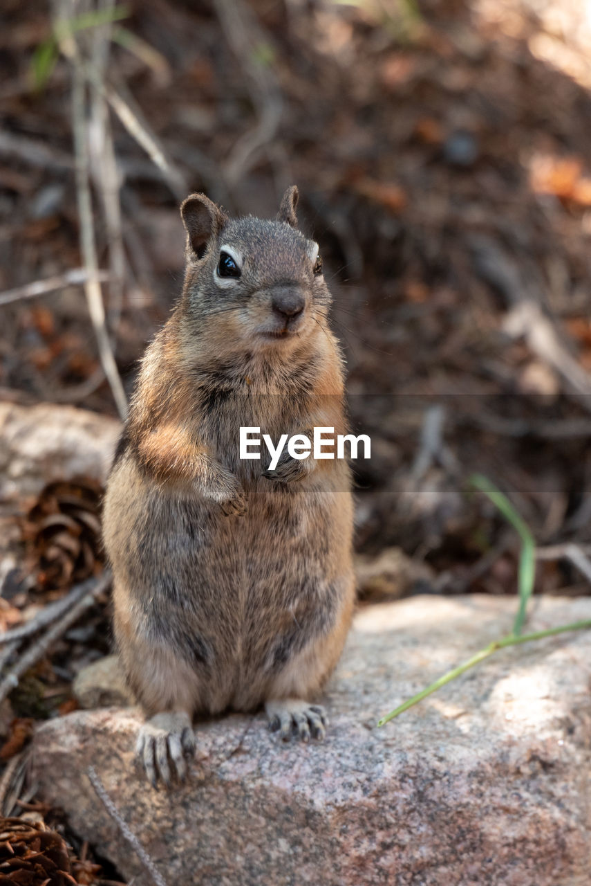 CLOSE-UP OF SQUIRREL ON A FIELD