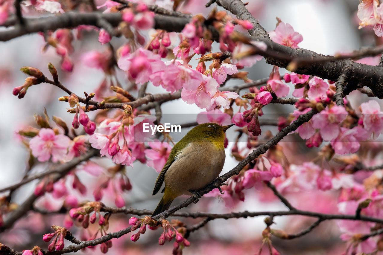 VIEW OF CHERRY BLOSSOM FROM TREE