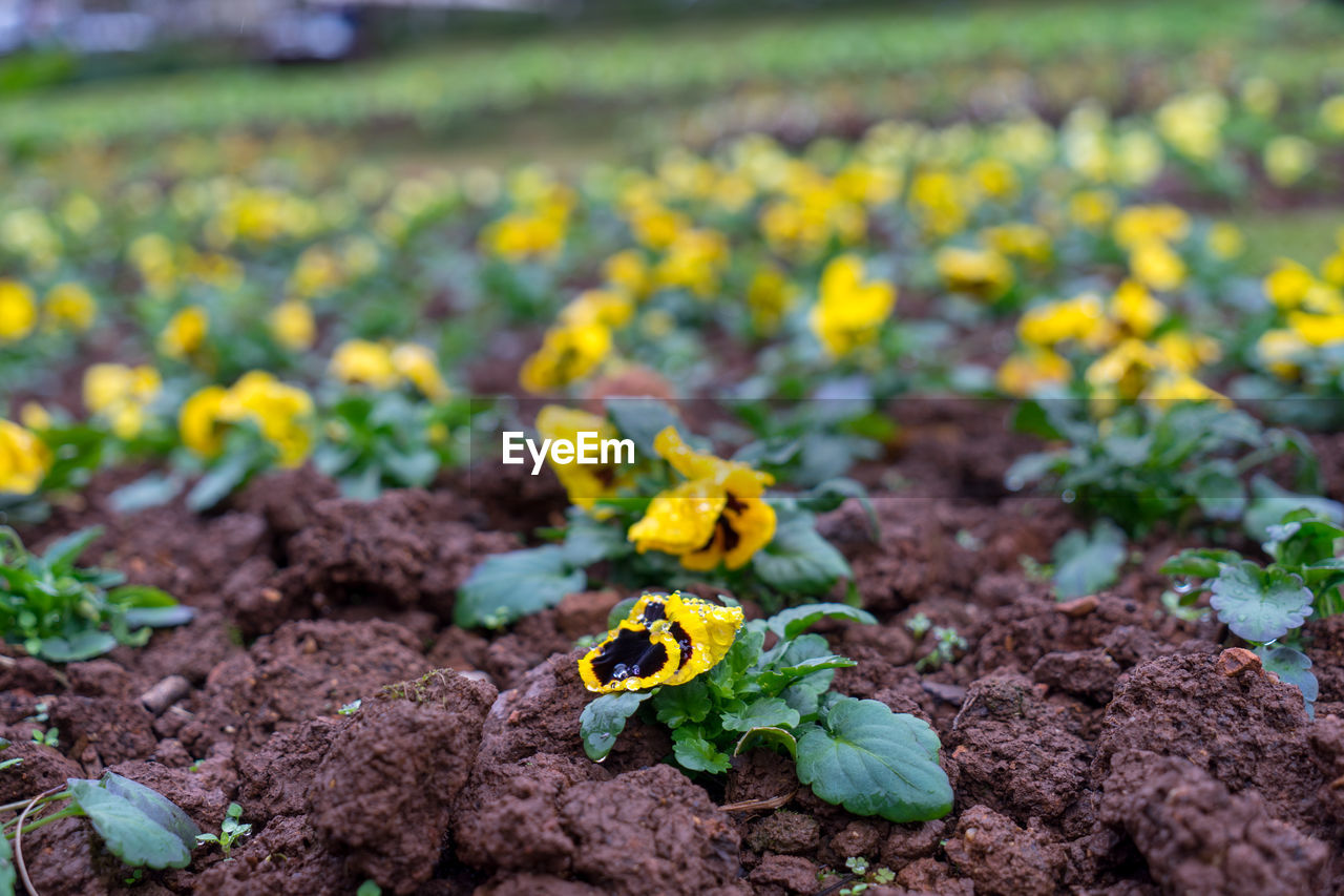 CLOSE-UP OF YELLOW FLOWERING PLANT