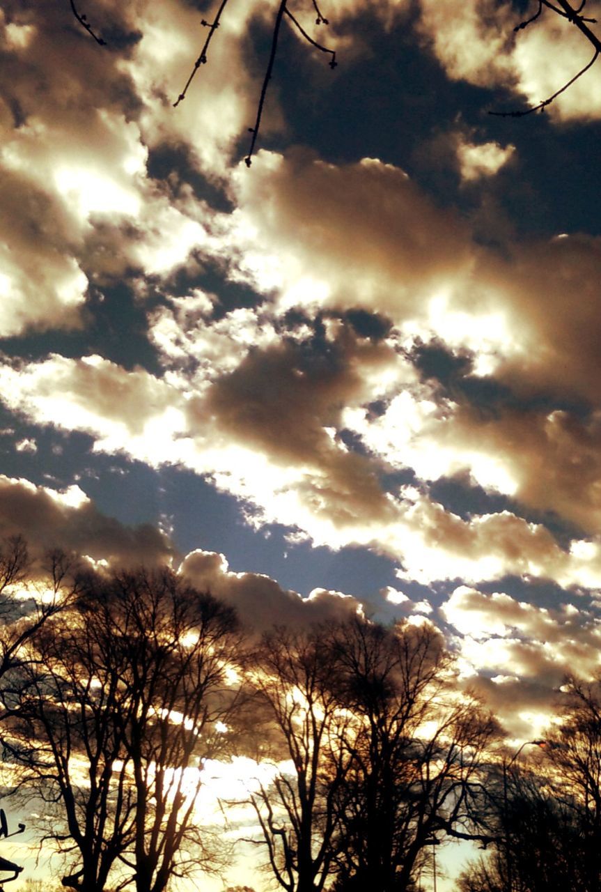 LOW ANGLE VIEW OF TREES AGAINST CLOUDY SKY