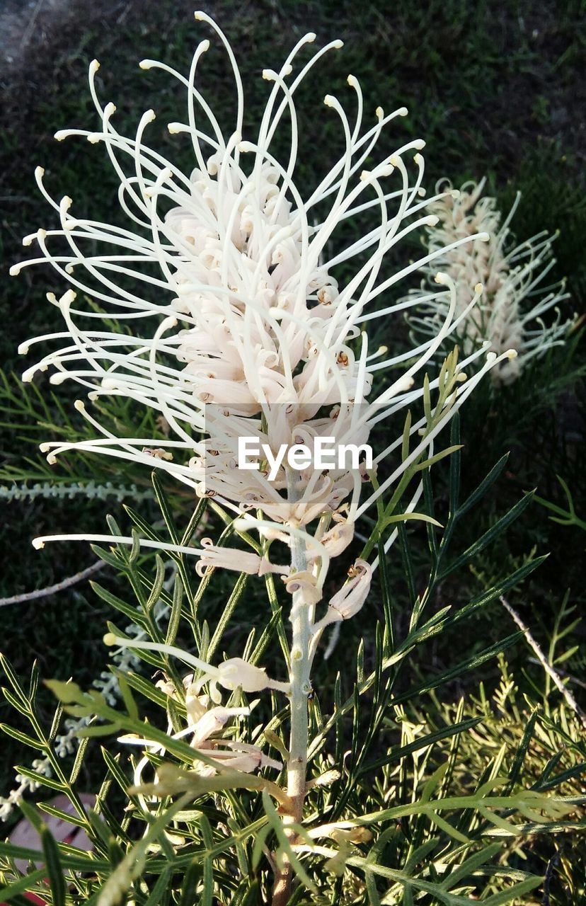 CLOSE-UP PLANT