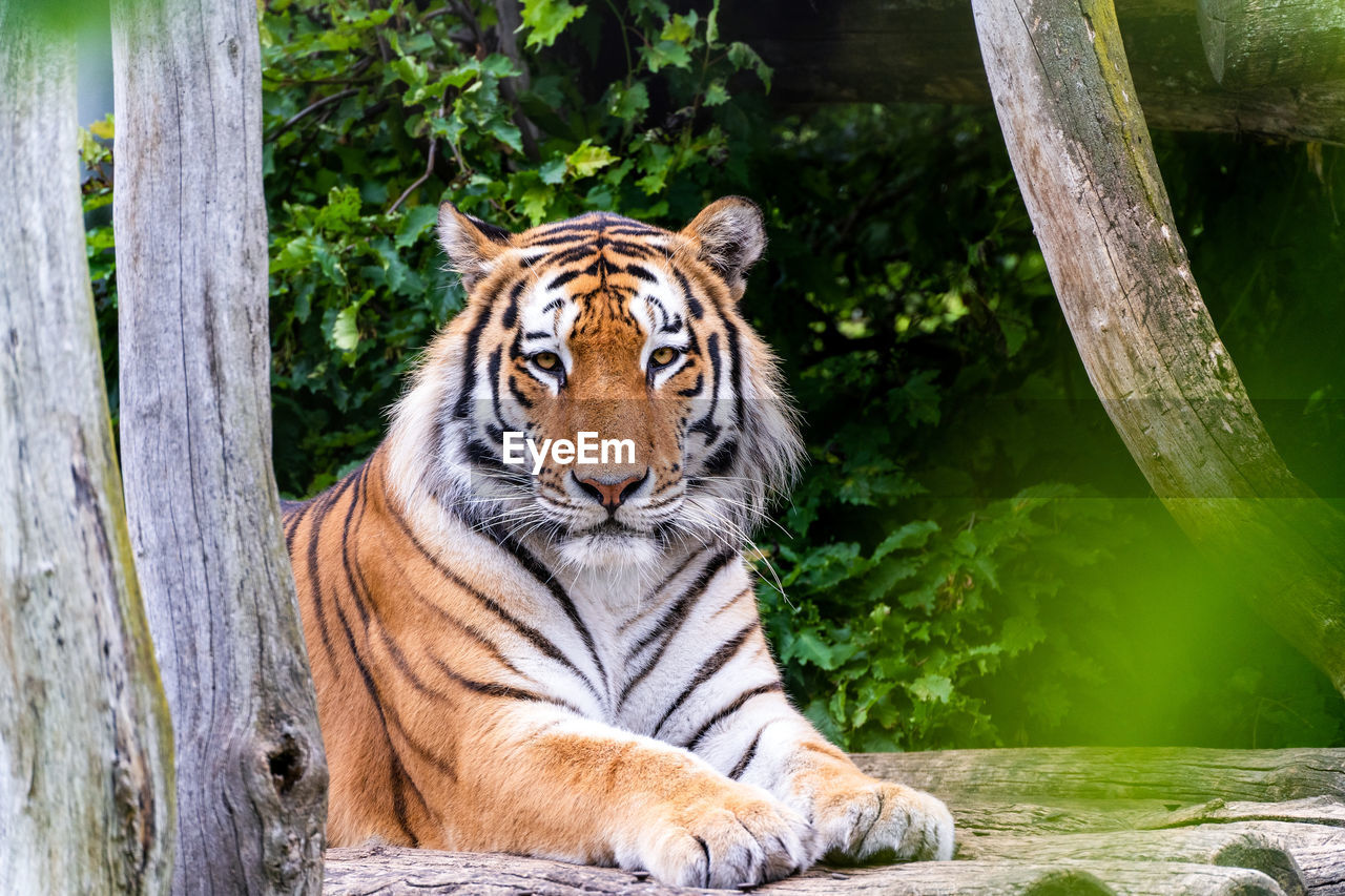 Close up view of a siberian tiger panthera tigris altaica looking at camera