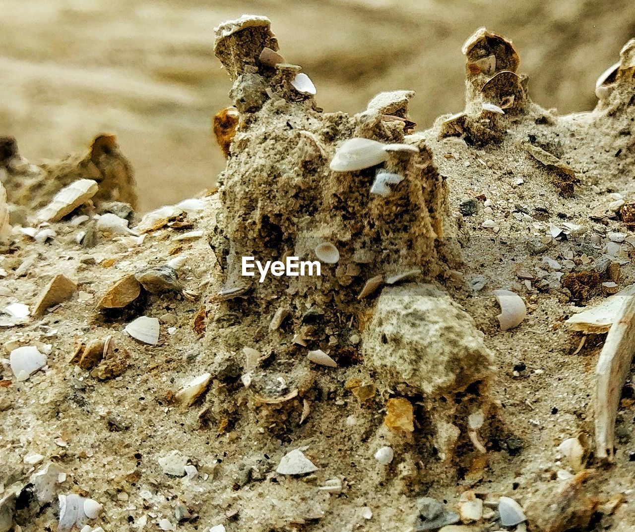 Close-up of broken seashells on rock formation at beach