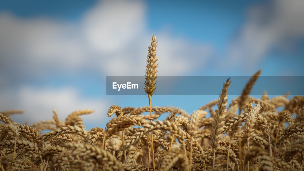 Close-up of wheat growing on field