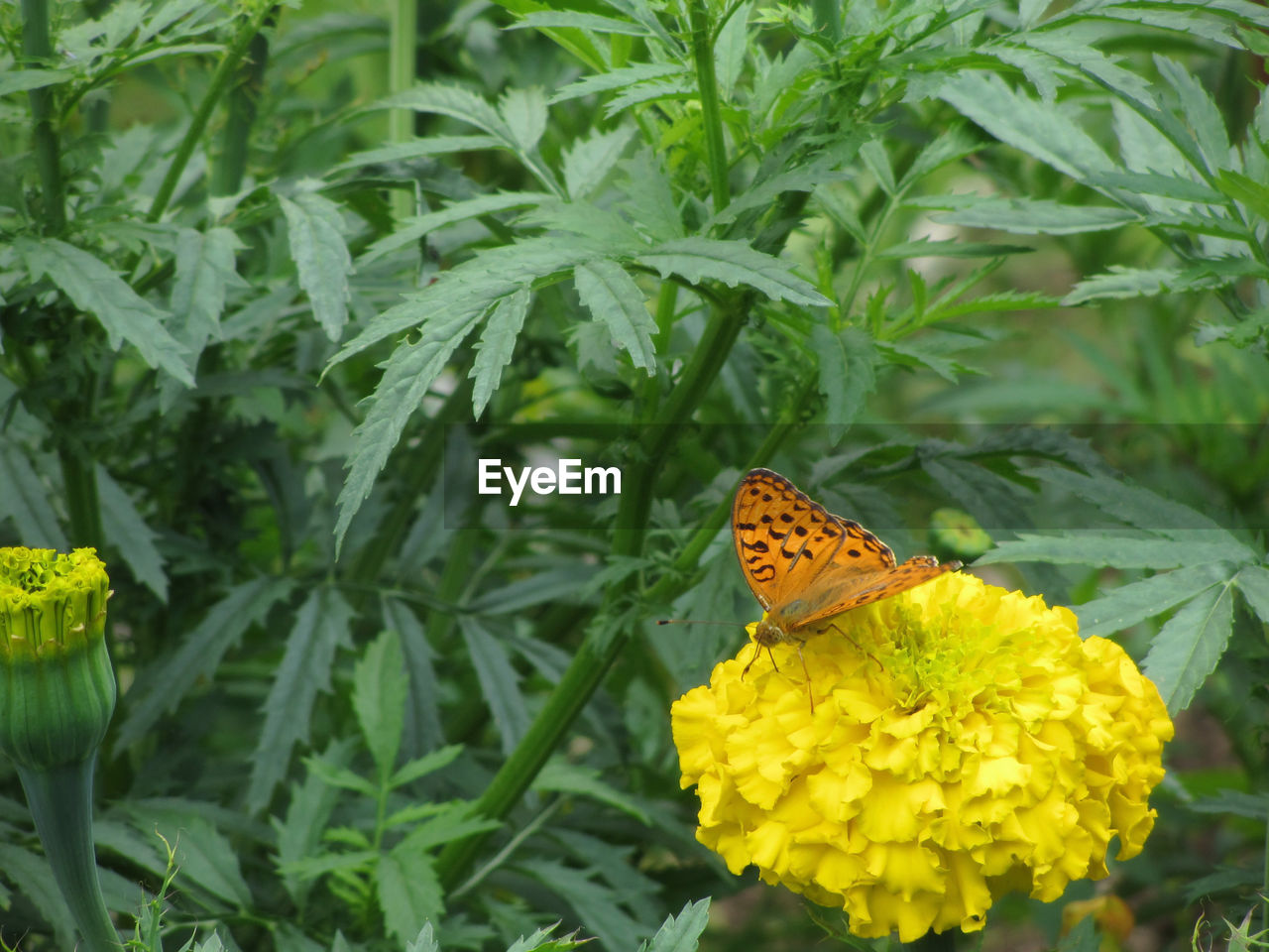 BUTTERFLY POLLINATING FLOWER