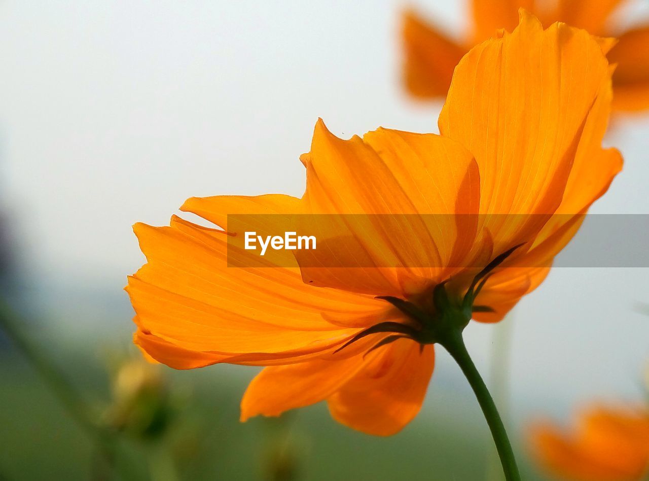 CLOSE-UP OF ORANGE DAY BLOOMING OUTDOORS