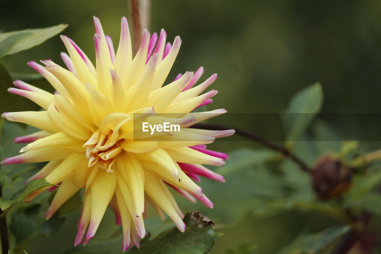 Close-up of yellow flower