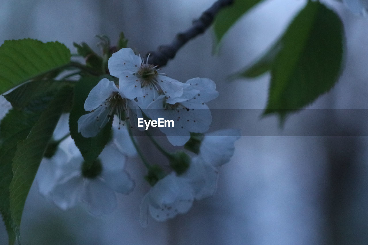 CLOSE-UP OF FRESH WHITE FLOWER BLOOMING ON TREE