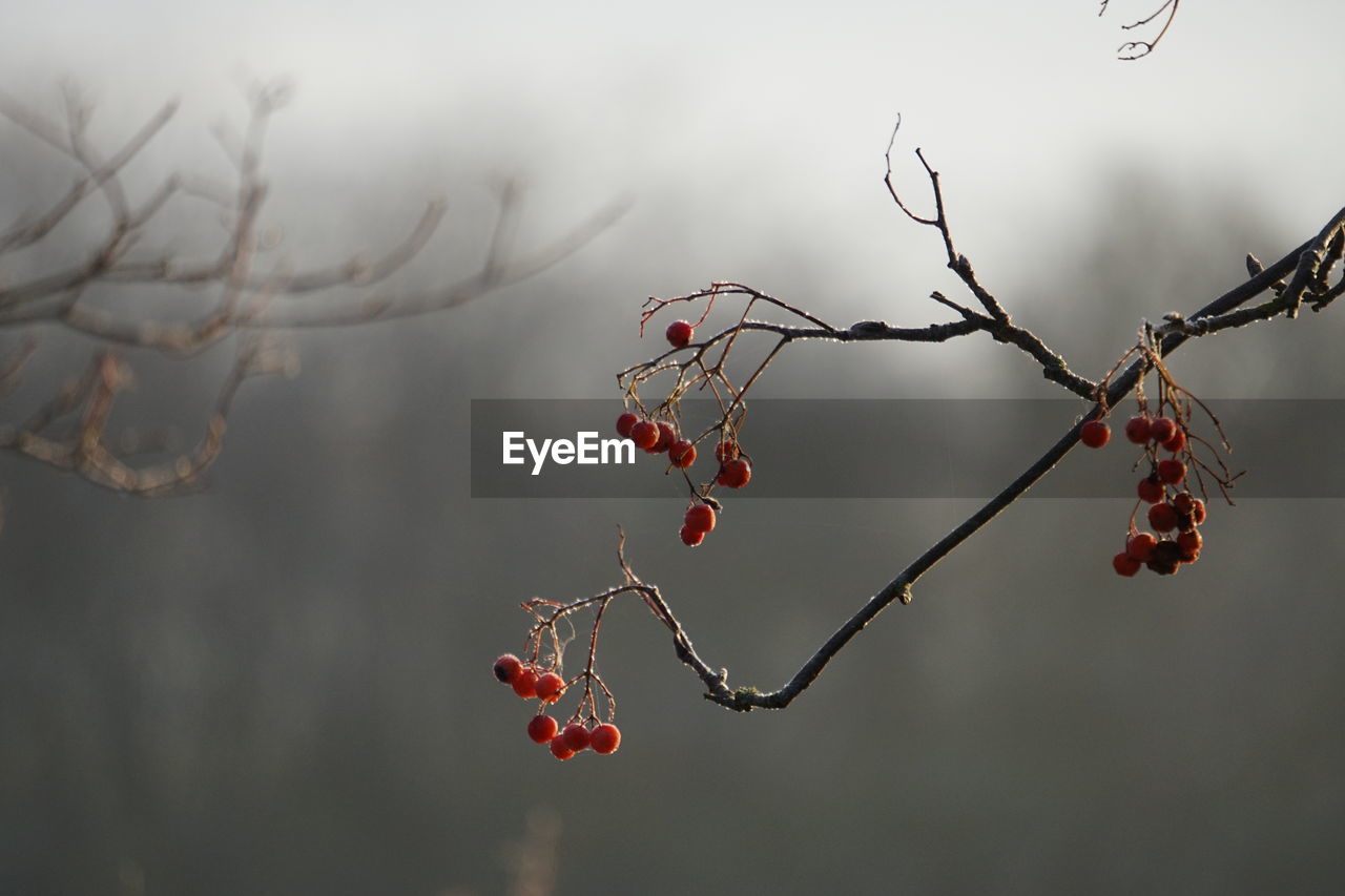 Close-up of red berries growing on tree