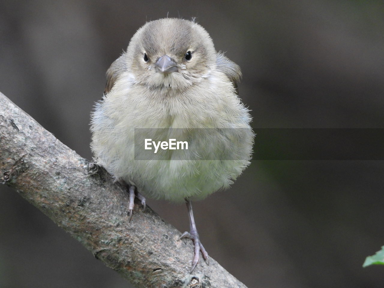 Close-up of owl perching on branch