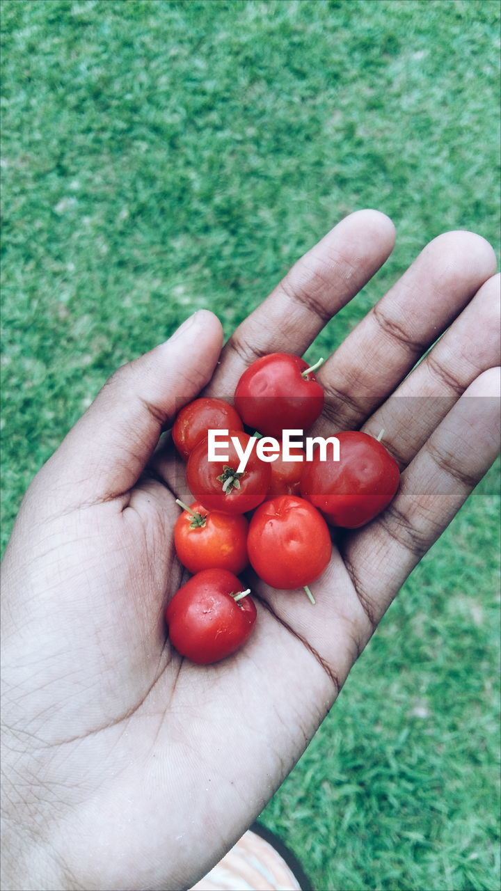 Cropped hand holding cherry tomatoes on field