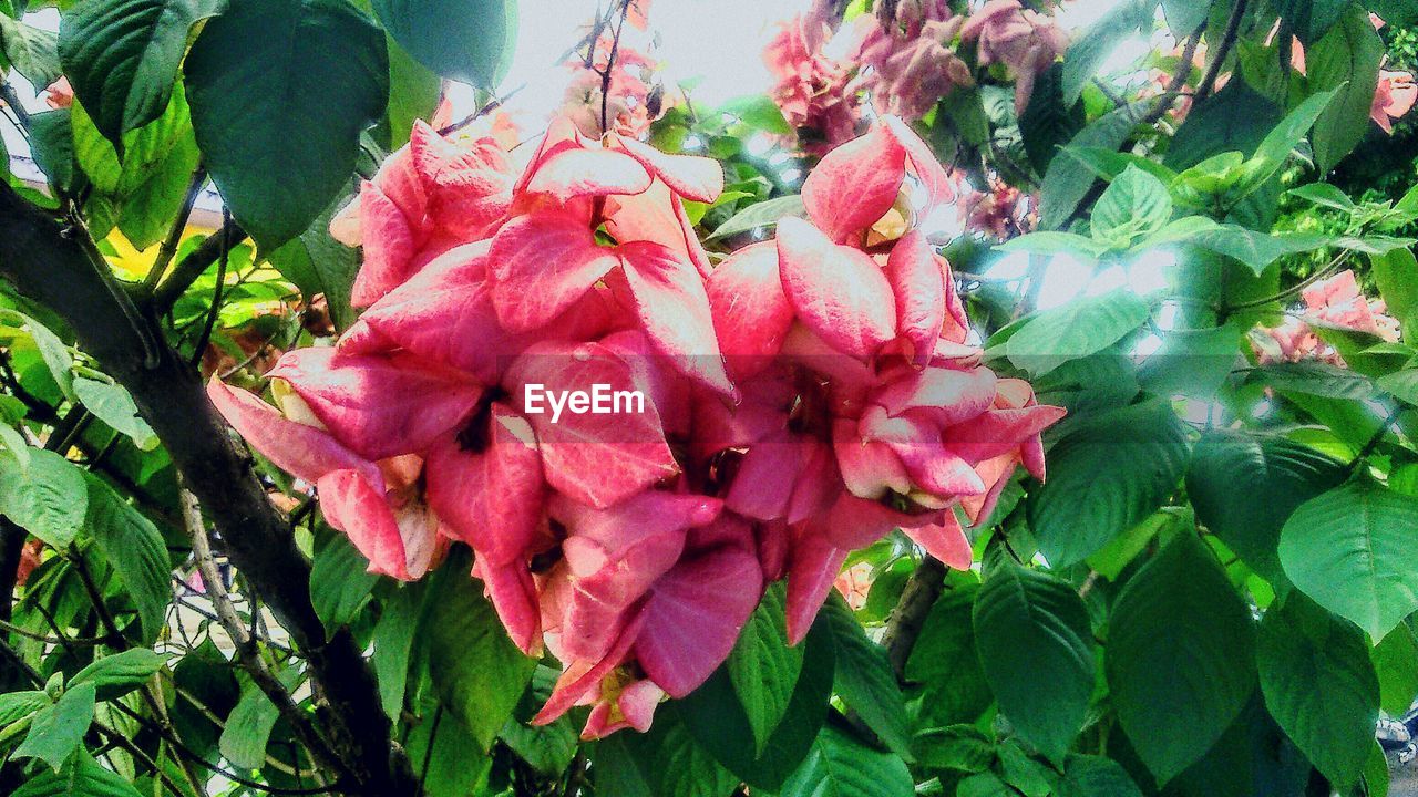 Close-up of pink flowers blooming outdoors