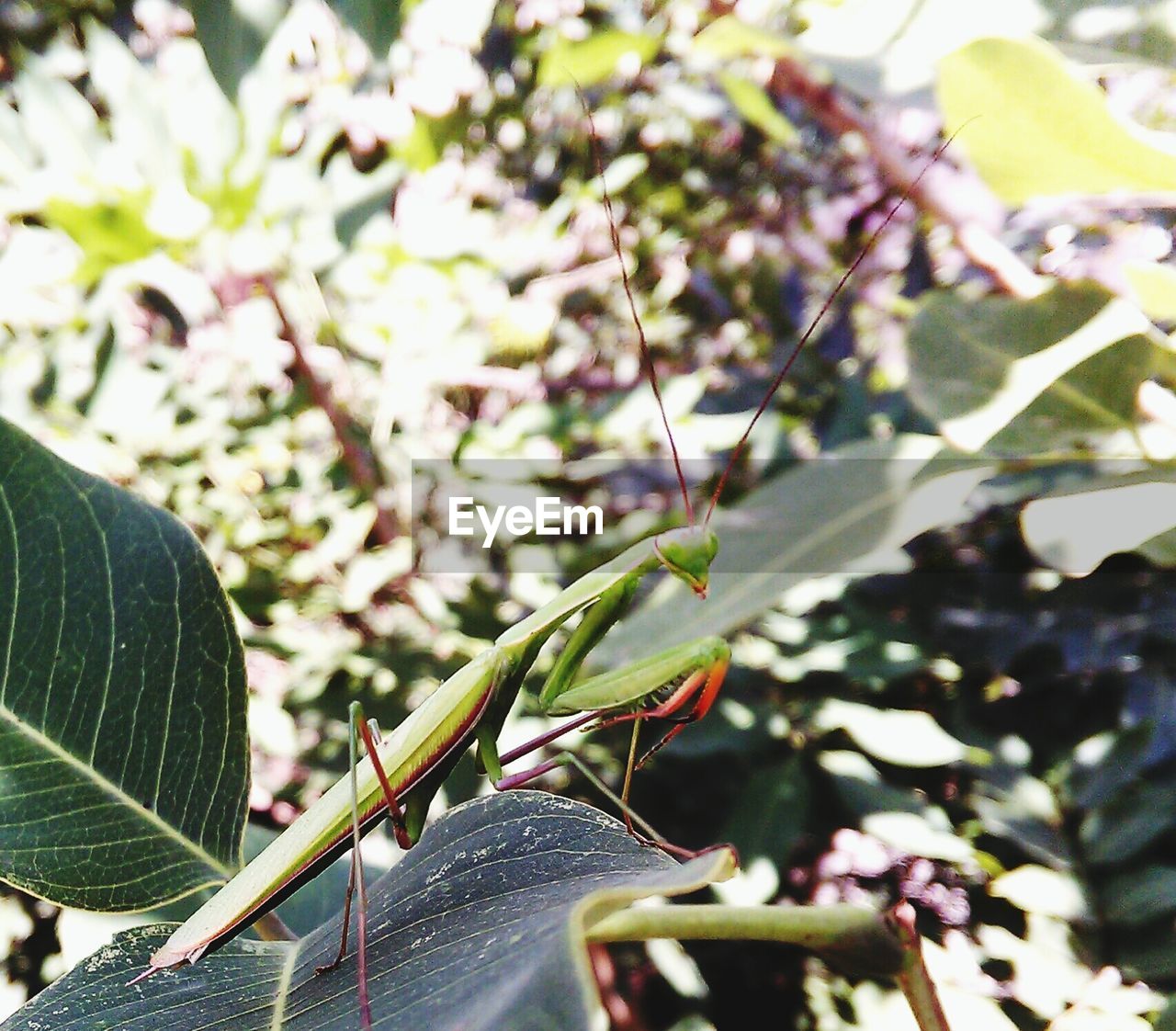 Close-up of praying mantis on plant