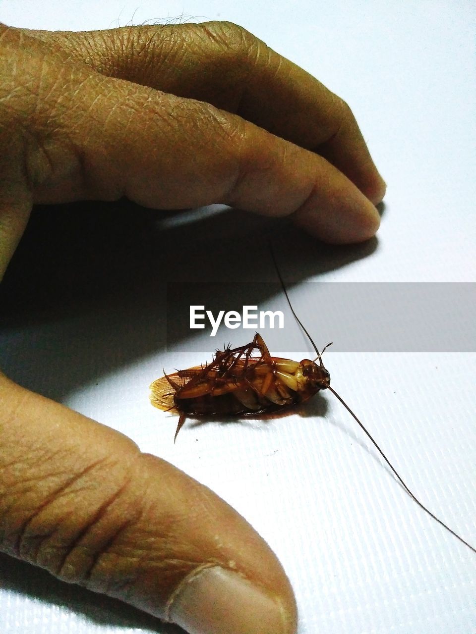 CLOSE-UP OF INSECT ON HAND