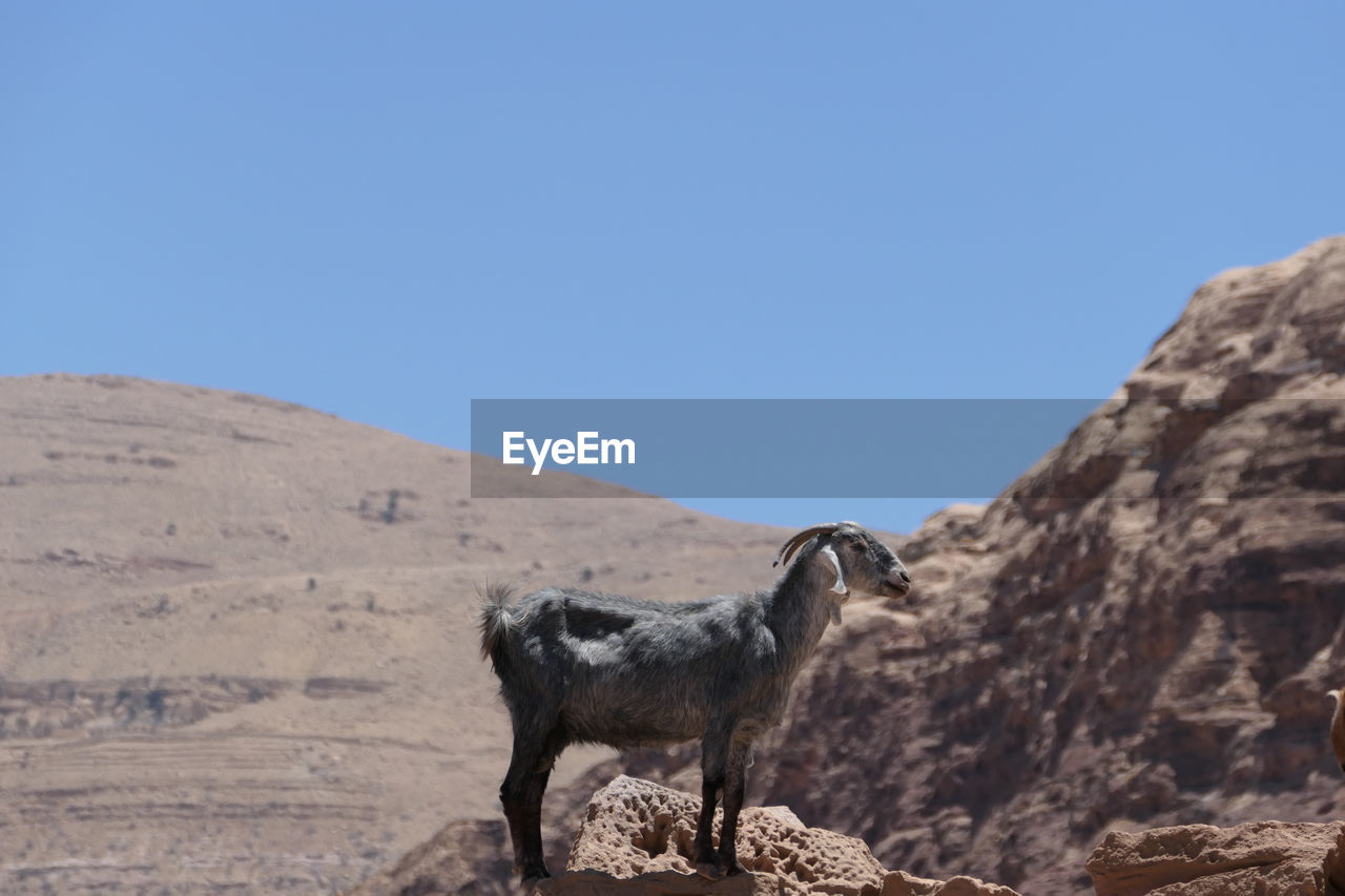 Goat on top of hill with with over petra valley towards little petra