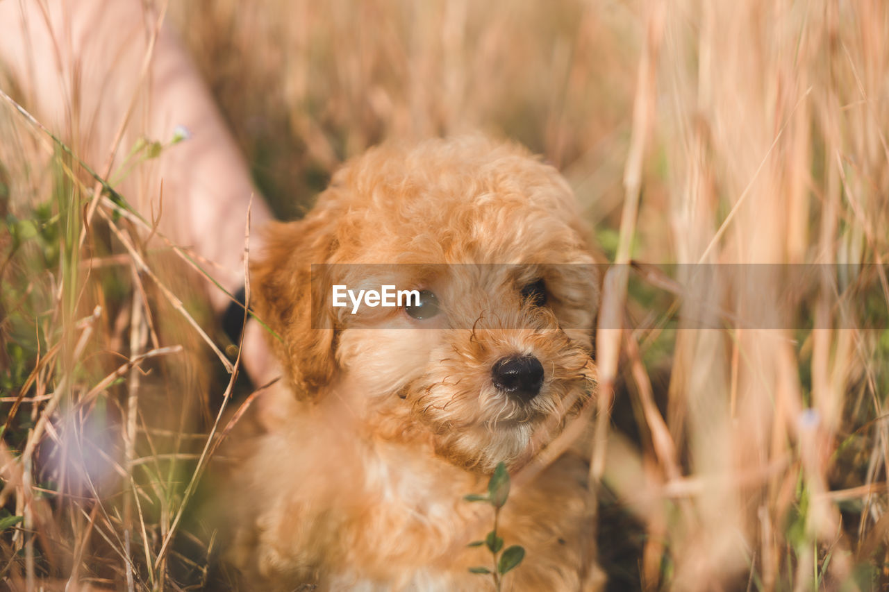 PORTRAIT OF DOG ON GRASS