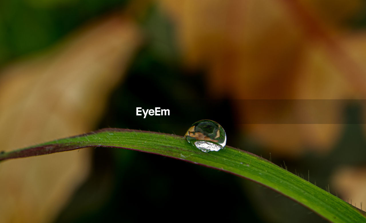 CLOSE-UP OF WATER DROPS ON PLANT LEAVES