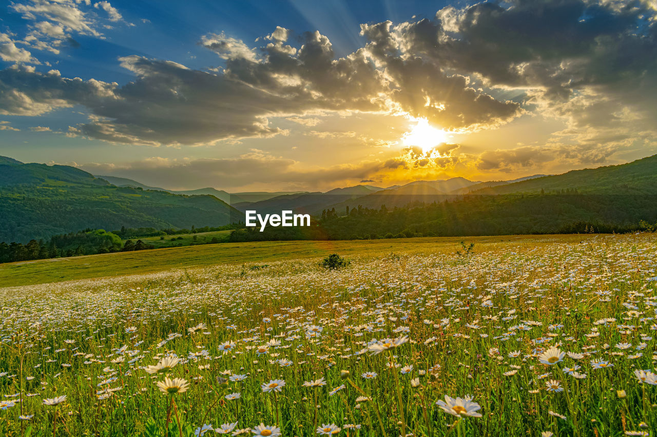 God rays and green field