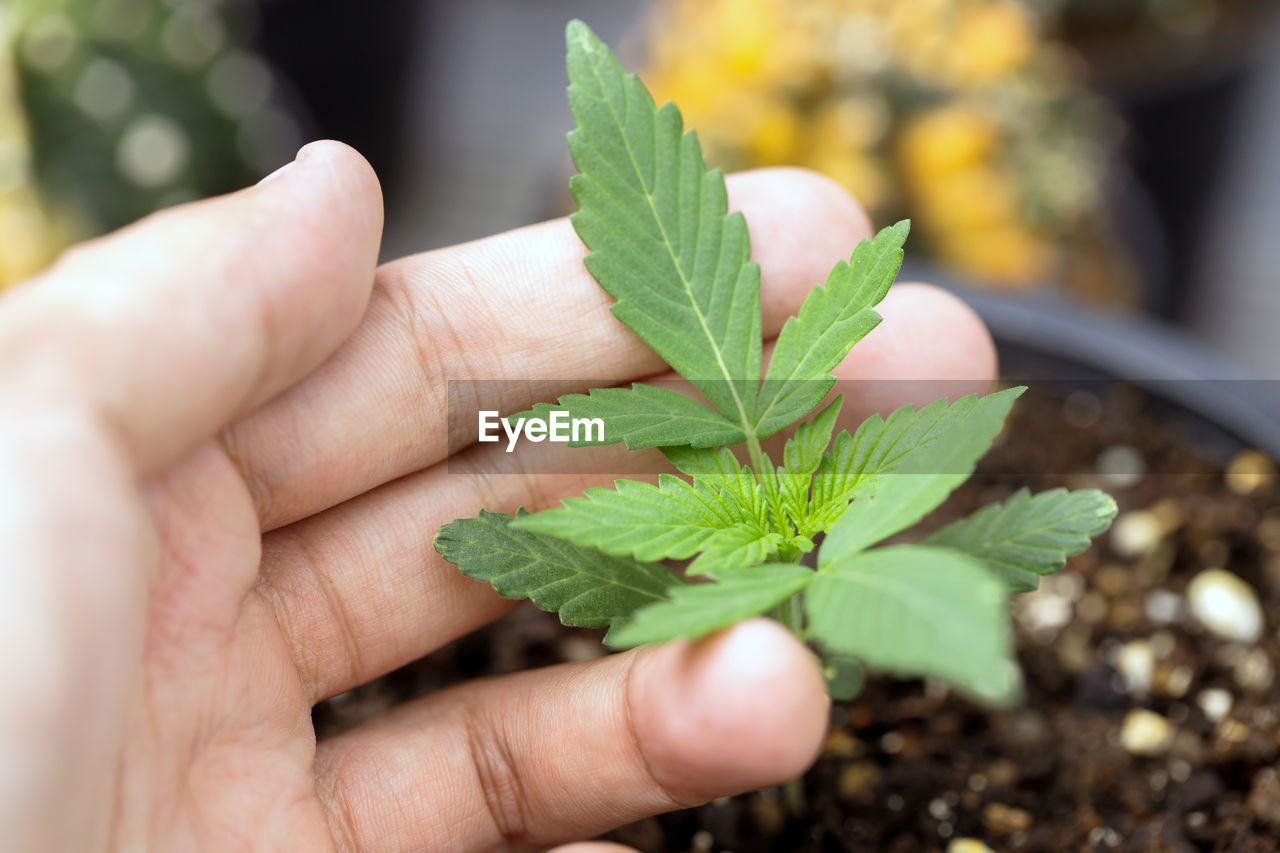 CROPPED IMAGE OF PERSON HOLDING LEAVES