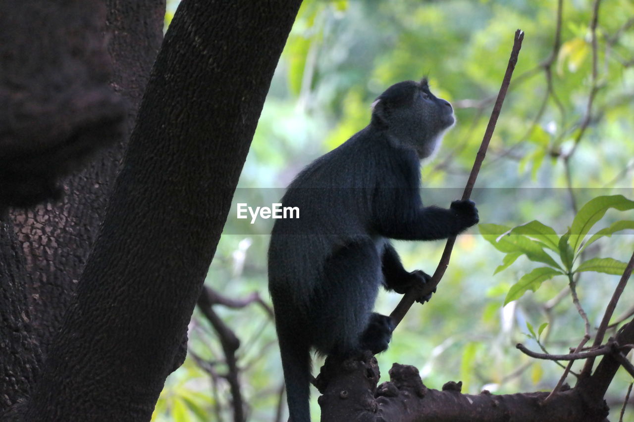 Monkey sitting on tree trunk