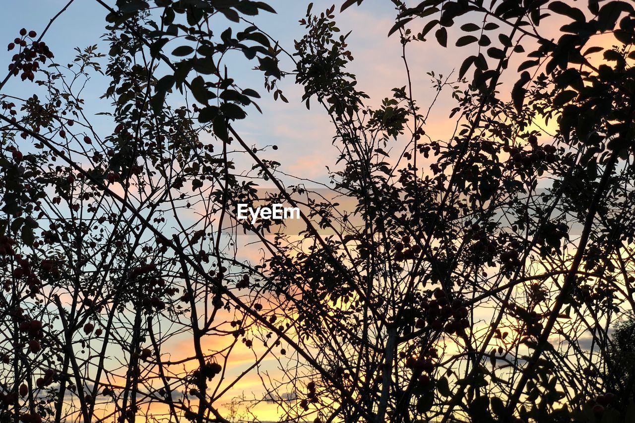 LOW ANGLE VIEW OF SILHOUETTE TREES AGAINST SKY