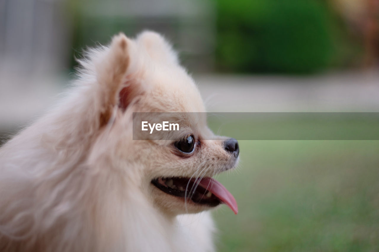 Close-up of a small light brown fluffy pomeranian dog looking away with smile