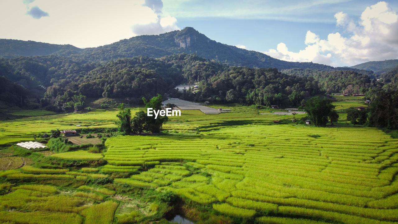 Top view from drone of the beautiful green paddy fields with in thailand
