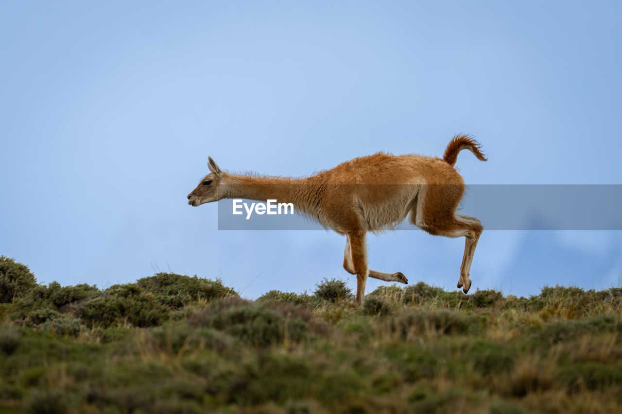 animal, animal themes, mammal, animal wildlife, wildlife, one animal, side view, sky, no people, full length, nature, grass, outdoors, day, plant, domestic animals, environment, blue, standing