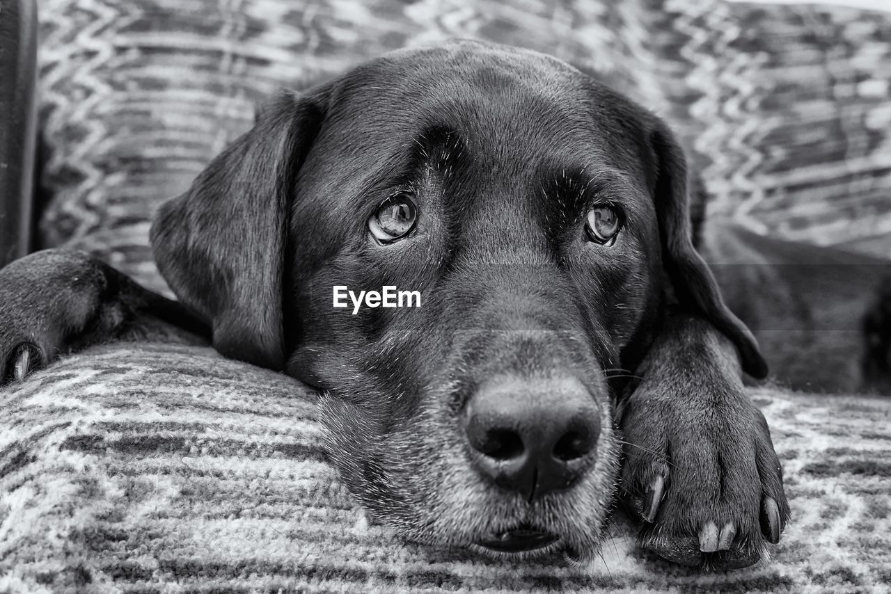 Close-up of lazy dog resting on sofa