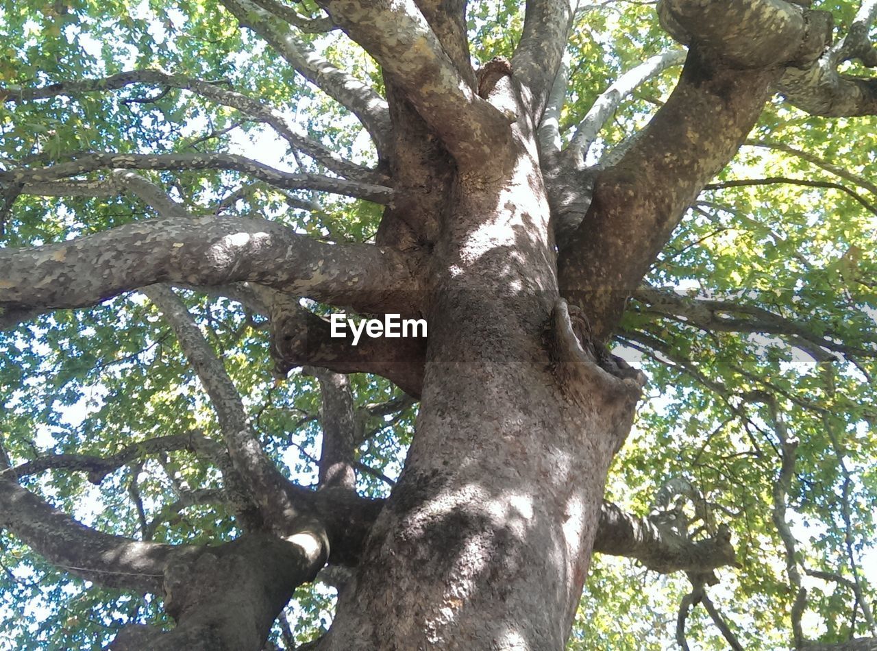 Low angle view of tree