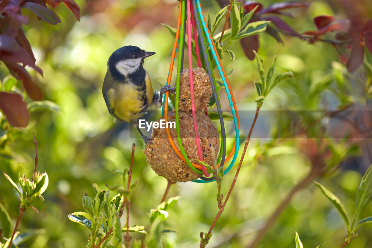 VIEW OF BIRD PERCHING ON PLANT