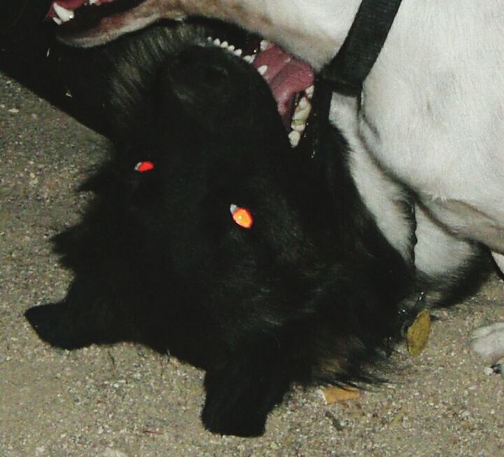 CLOSE-UP OF BLACK DOG