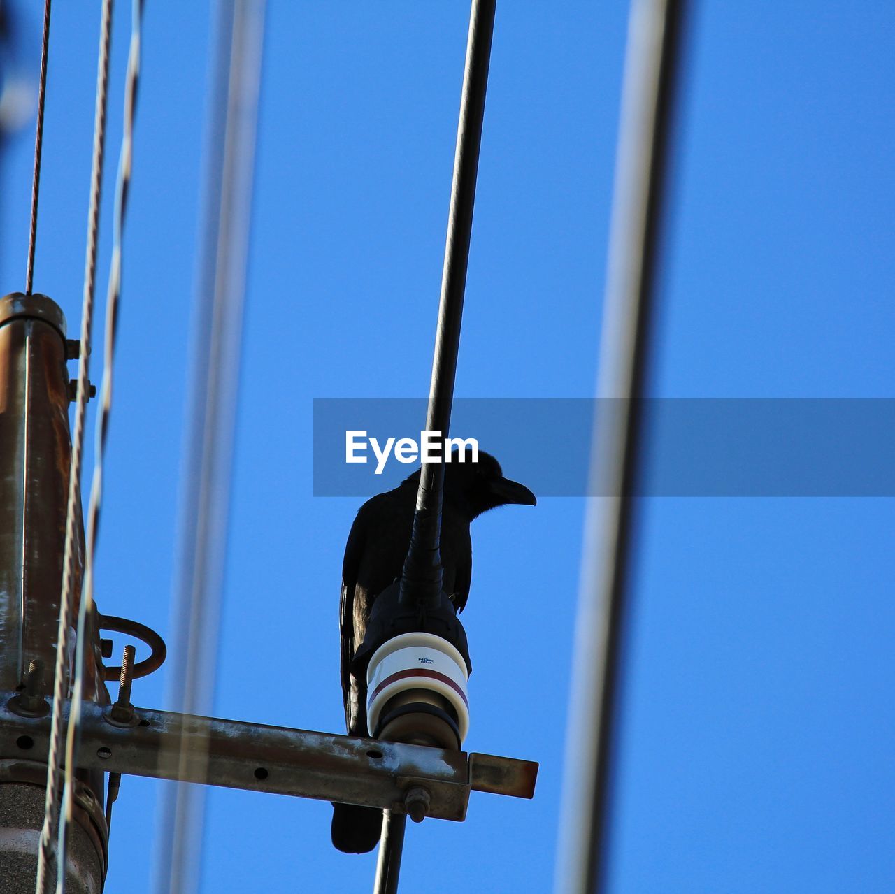 Low angle view of bird perching on metal against sky