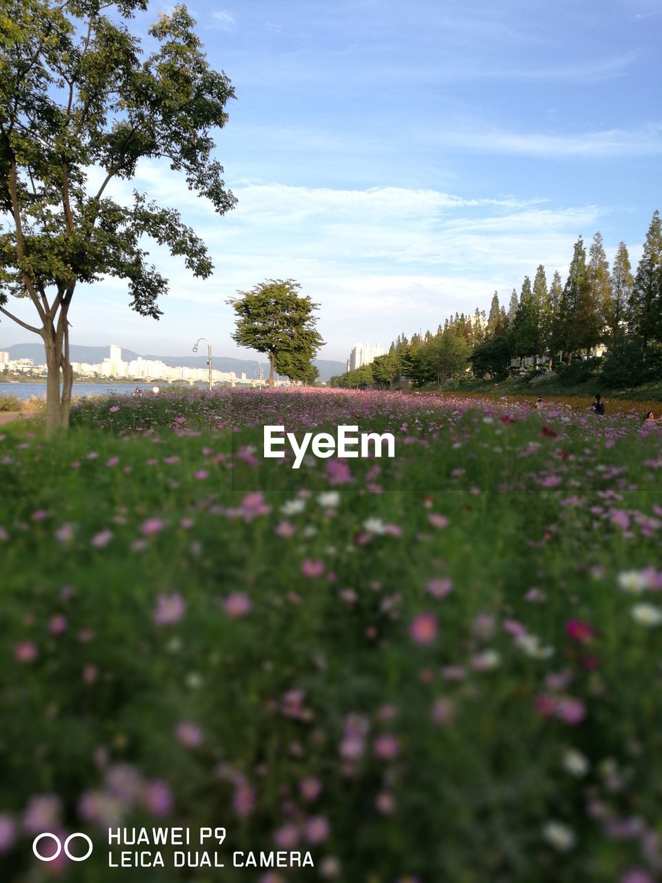 VIEW OF FLOWER TREES ON FIELD