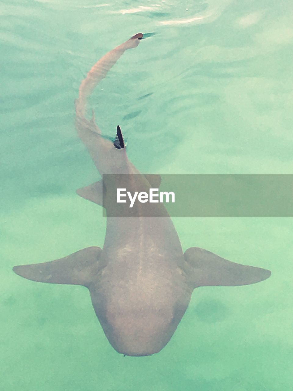 High angle view of fish swimming in sea