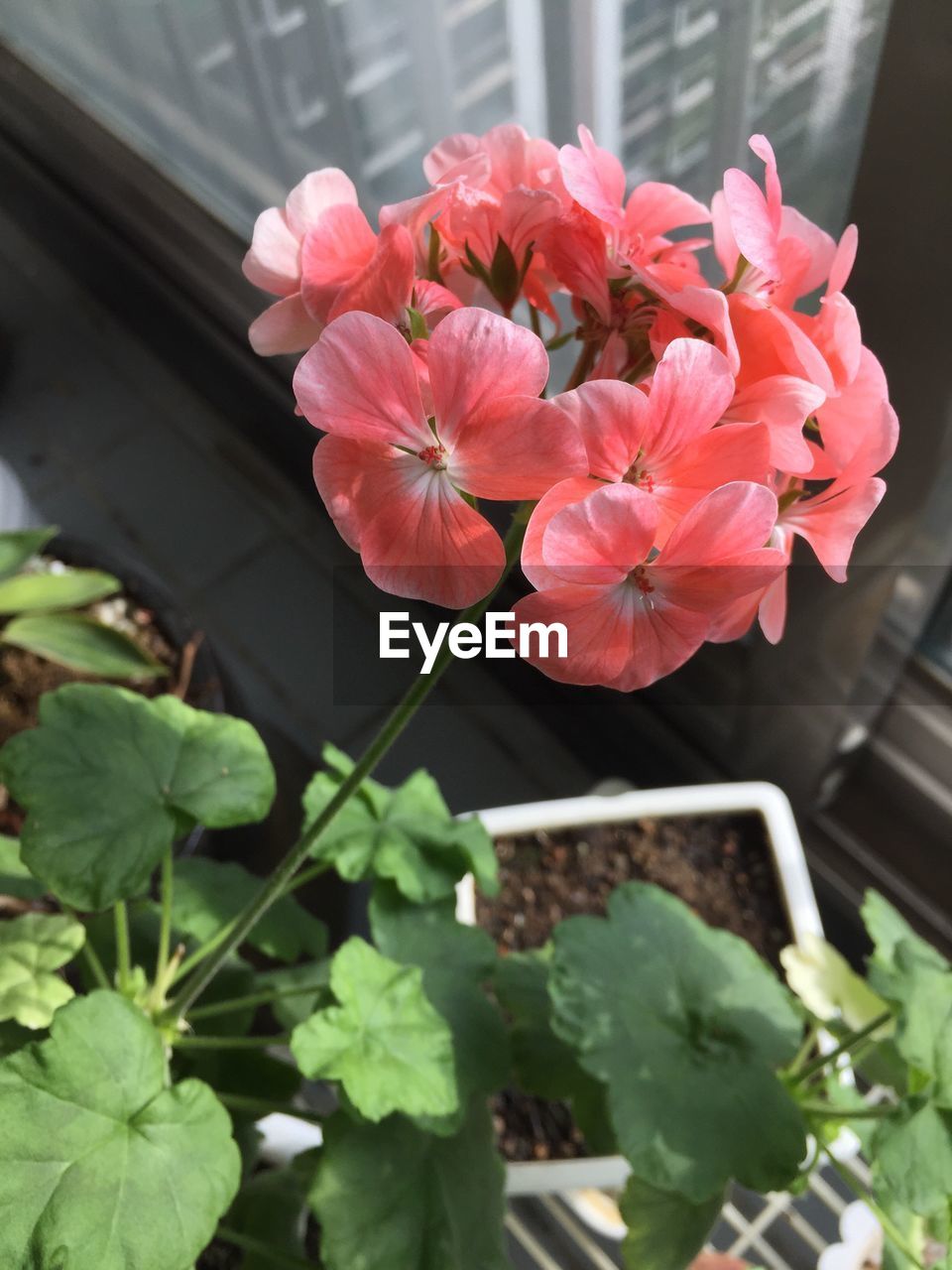 CLOSE-UP OF PINK FLOWERS BLOOMING