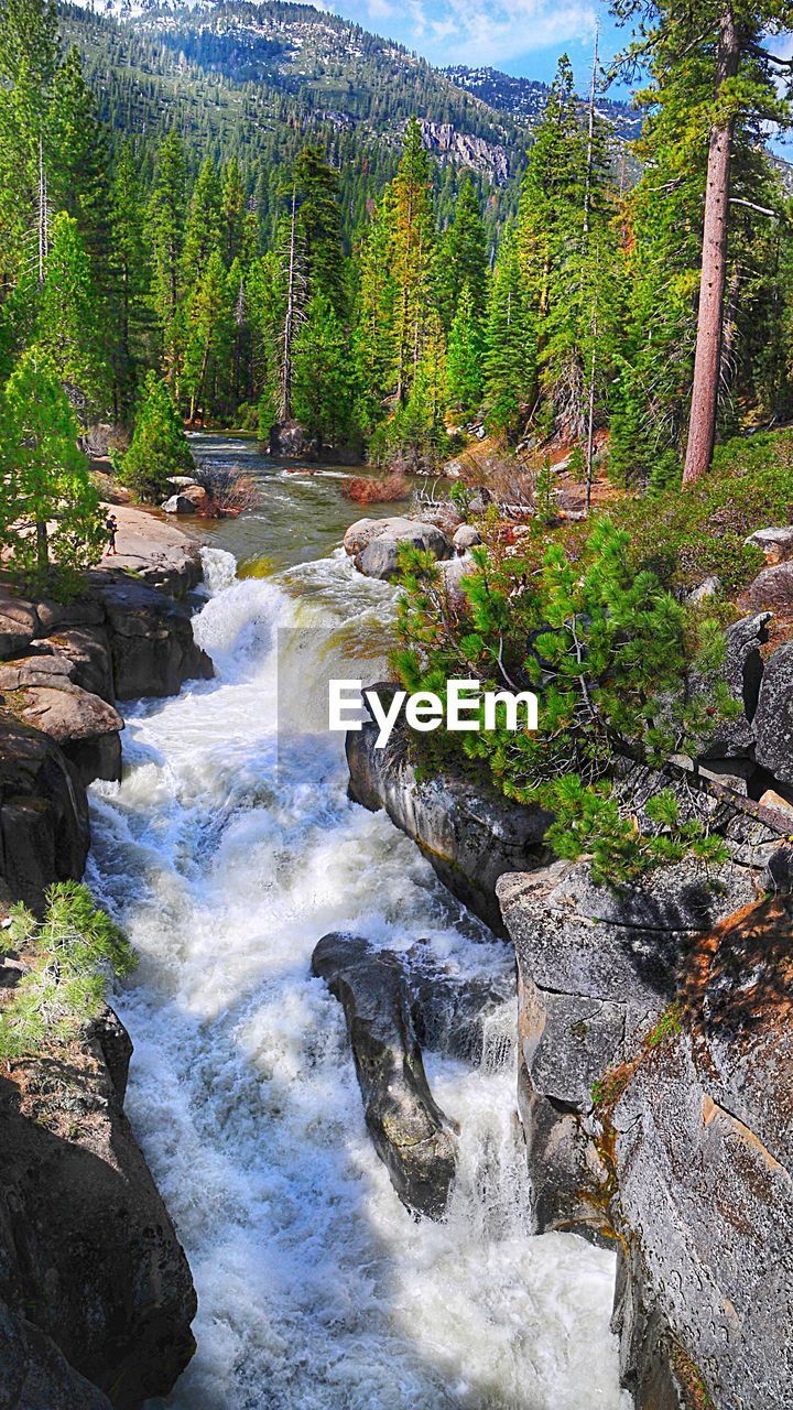 VIEW OF RIVER IN FOREST