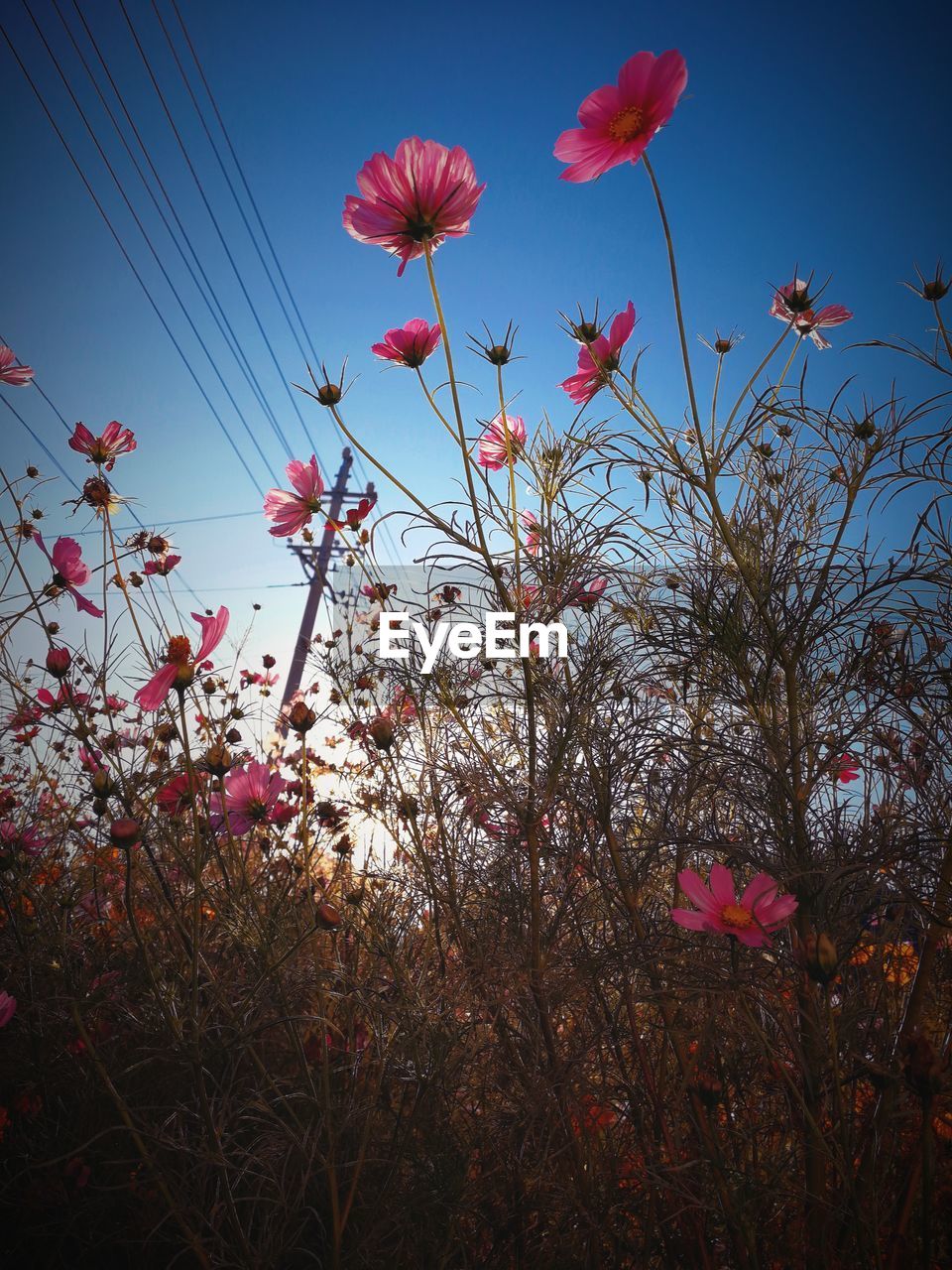 Low angle view of pink flowering plants against blue sky