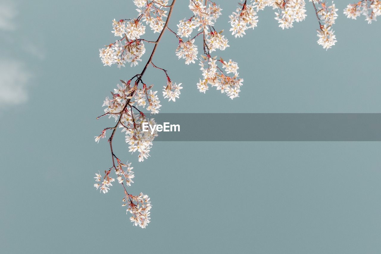 Low angle view of blossoms against sky