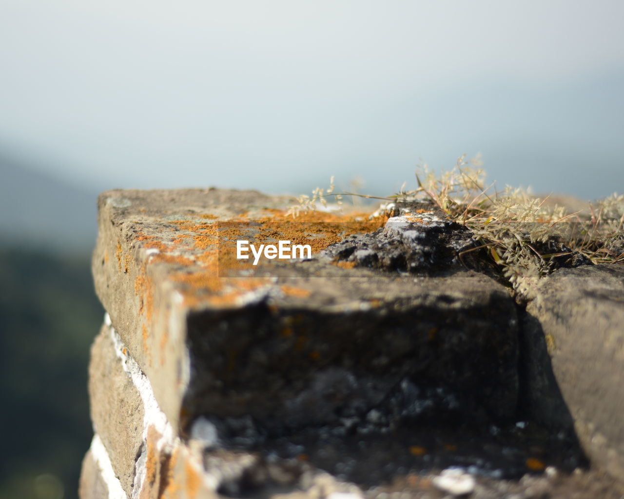 CLOSE-UP OF MOSS ON ROCKY SURFACE