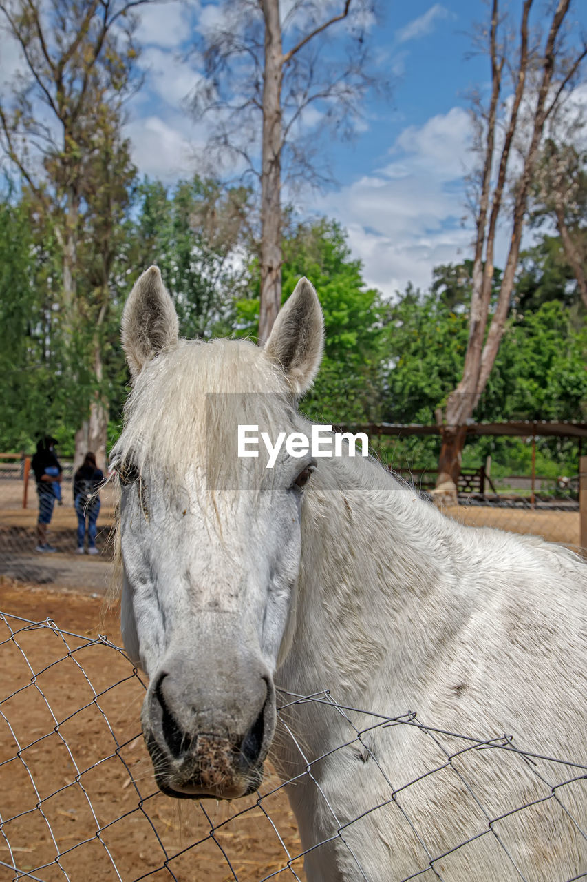 animal themes, animal, mammal, animal wildlife, tree, livestock, domestic animals, horse, one animal, plant, nature, working animal, day, animal body part, donkey, pack animal, pet, fence, outdoors, sky, wildlife, standing, animal head, agriculture, no people, herbivorous