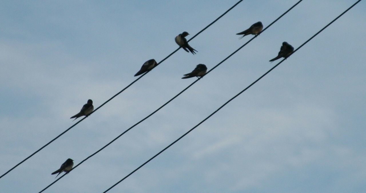 Birds perching on power cables