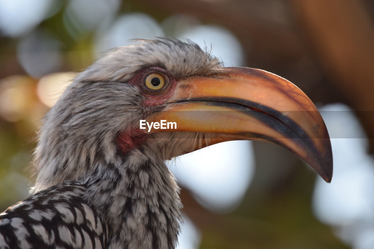 CLOSE-UP OF DUCK