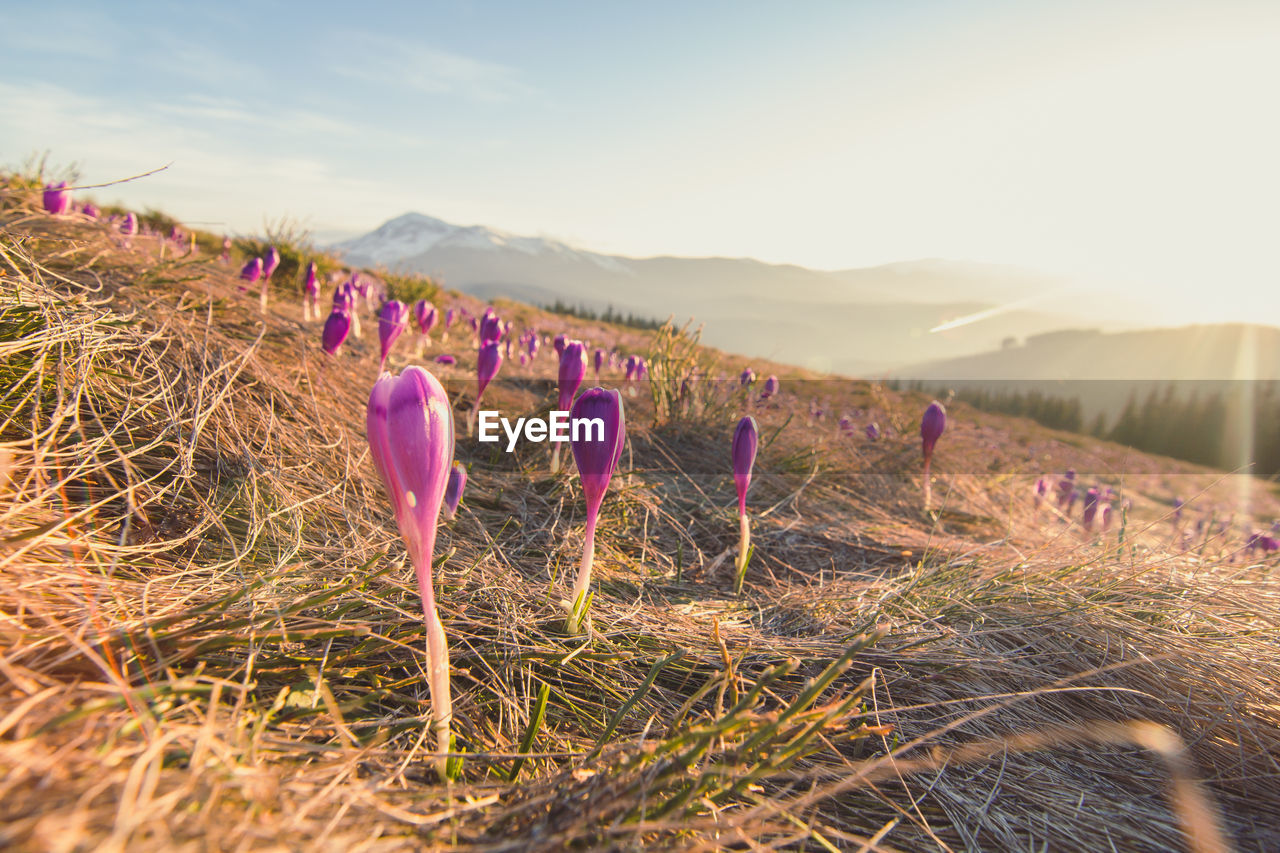 Early growing crocus flower buds on grass hill landscape photo