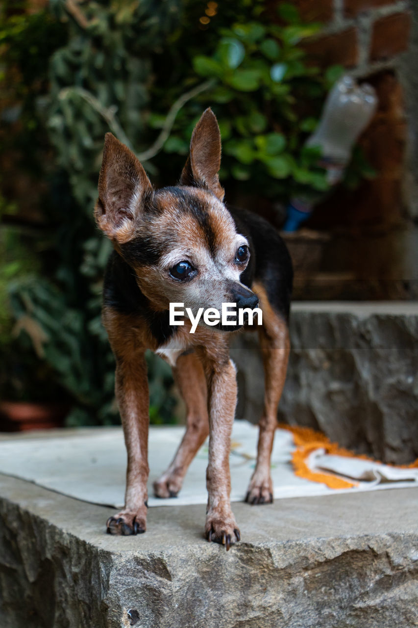 DOG LOOKING AWAY WHILE STANDING ON ROCK