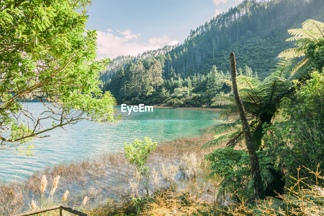 Scenic view of forest against sky