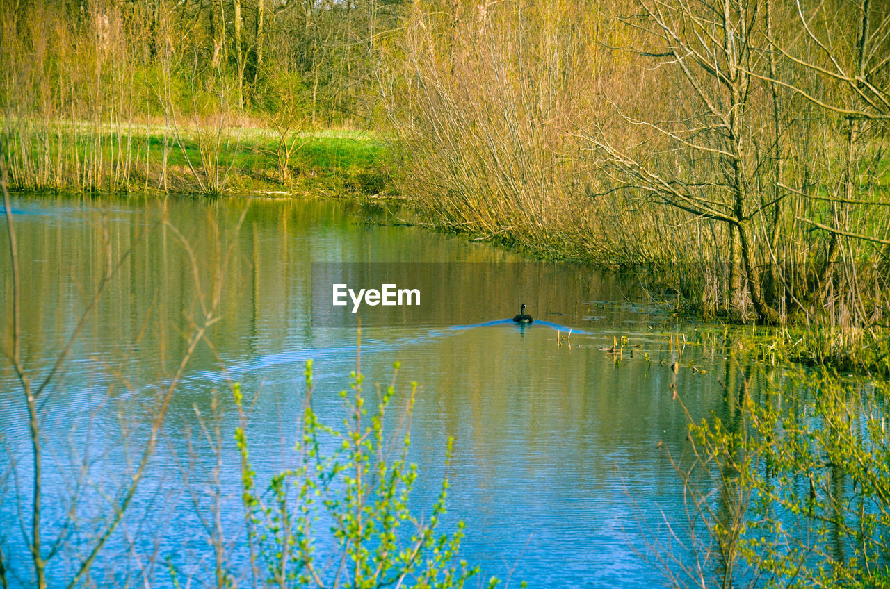 SCENIC VIEW OF LAKE IN GRASS