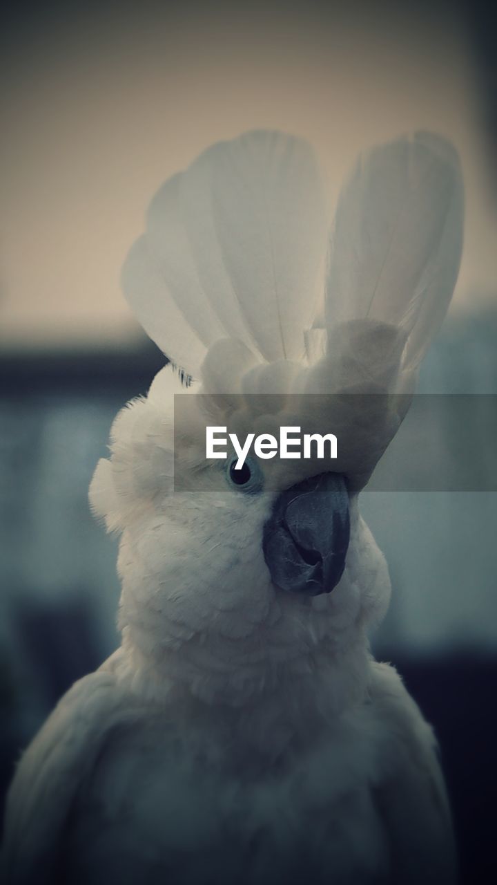 Close-up of white umbrella cockatoo